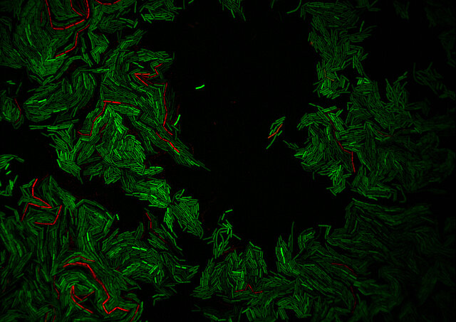 A Universe of Bacilli